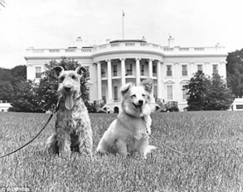 冷战礼物 赫鲁晓夫送给肯尼迪家庭的“绒毛”，以及肯尼迪原有的宠物狗查理。