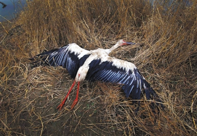 唐山发生群鸟死亡事件15具鸟尸含1只东方白鹳