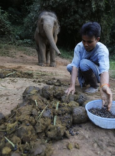 每公斤1100美元的泰国大象粪便咖啡(组图)