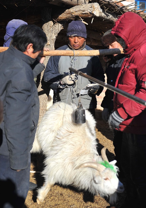 (走基層·聽民聲)(4)牧民套高災後忍痛賣羊