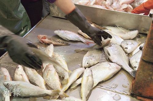 禁止拖网捕鱼法例生效后，不少鱼的供应量大跌，有市民说，昨日街市有售鱼类无论数量或种类都大减。香港《明报》