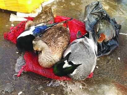 城陽即墨有人下藥毒殺野鴨食用後可能會中毒