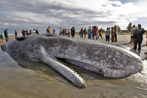 45吨重鲸鱼在新西兰搁浅或因自然原因死亡图