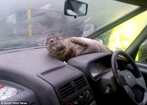 顽皮的小海豹爬上汽车仪表盘，躺下休息。