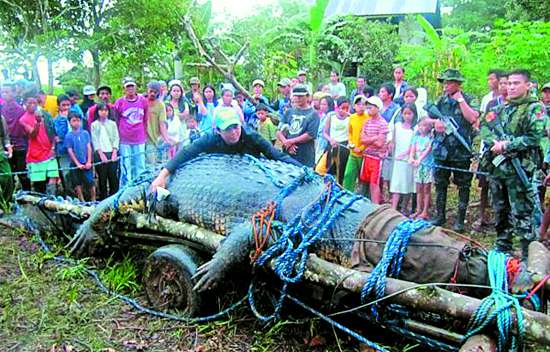 全球最大鳄鱼罗利10日在菲律宾南部一座小镇因病去世