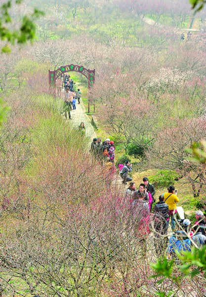 太湖梅花节拉开序幕下周进入最佳赏梅期组图