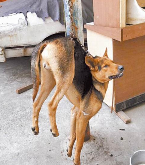 鐵鏈纏狗懸空吊死臺灣街頭 民眾痛批