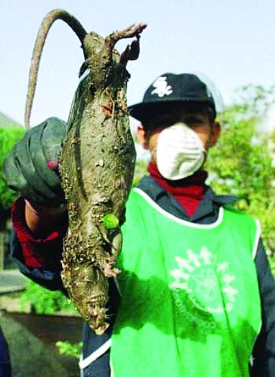 德黑蘭碩鼠氾濫最長40釐米 伊朗派狙擊手獵殺