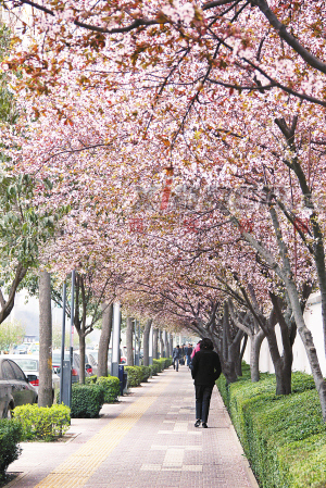 春天里鲜花盛开,装点了大街小巷.图为科技路上的一条"花之路.