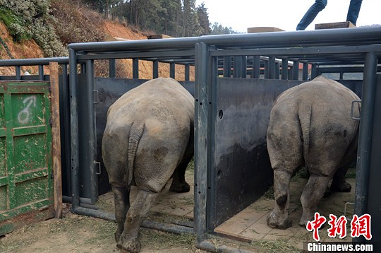 3月26日,将启程前往原始栖息地普洱的犀牛,在云南野生动物园进行运输