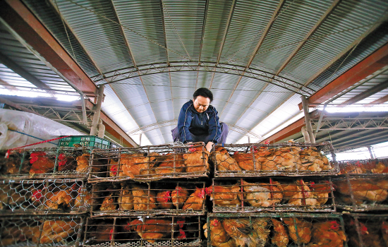 上海鸡档肉档生意冷清市民淡定改吃海鲜