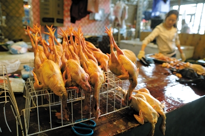 禽流感消息  h7n9病毒在活禽市场检出率最高,在养禽场尚未检出,目前