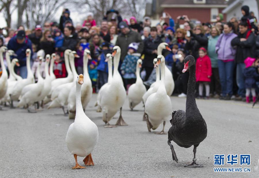 4月7日，在加拿大安大略省斯特拉特福德市，一群天鹅在游人的围观下游行。当日，位于加拿大安大略省的斯特拉特福德市举行第24届天鹅游行活动，庆祝春天的到来。 新华社发（邹峥摄）