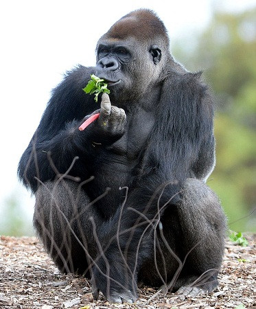 猩猩吃香蕉黑白图片