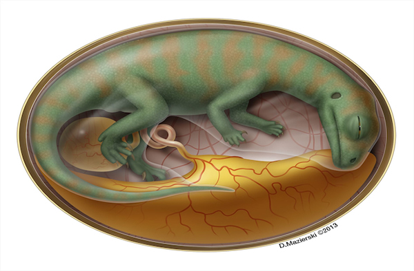 恐龙化石胚胎惊现 专家欲借其重建生长轨迹