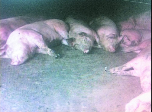 　　农户家养的猪死了