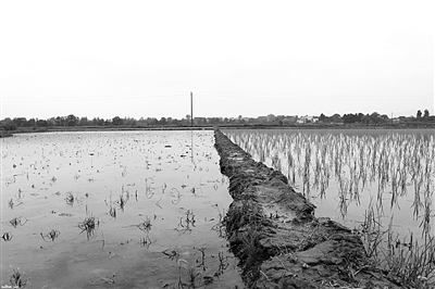 受损农民发来的图片显示，在受影响的水田里，秧苗如同枯草，已经大片枯死在水中。
