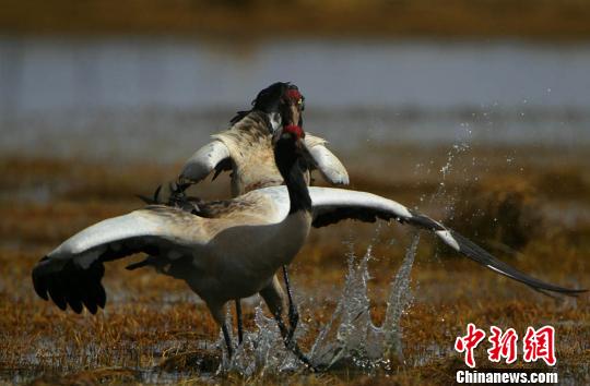 在尕海湖周边草地成群觅食的黑颈鹤。王莉芳 摄
