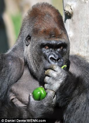 大猩猩拿着食物青椒,露出难看的表情
