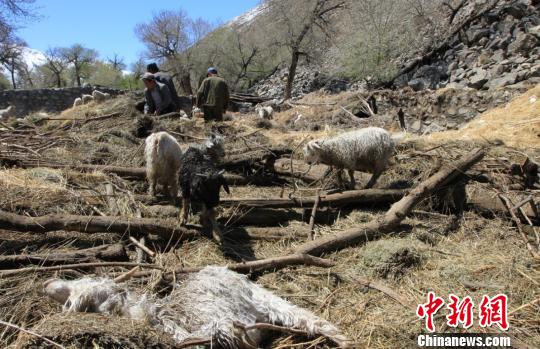 新疆天山南部遭洪災48戶牧民受災115只羊死亡