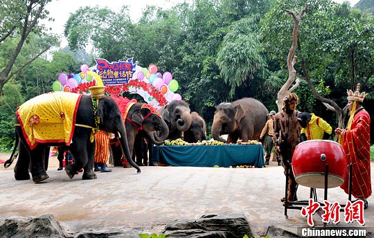 5月12日，一场动物界“最具分量”的婚礼在长隆野生动物世界亚洲象园盛大举行。中新社发 刘卫勇 摄