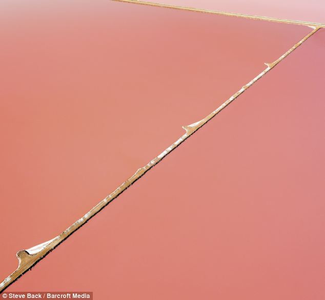 6686体育世界最大粉红色水藻农场：色彩迷人似油画(组图)(图6)
