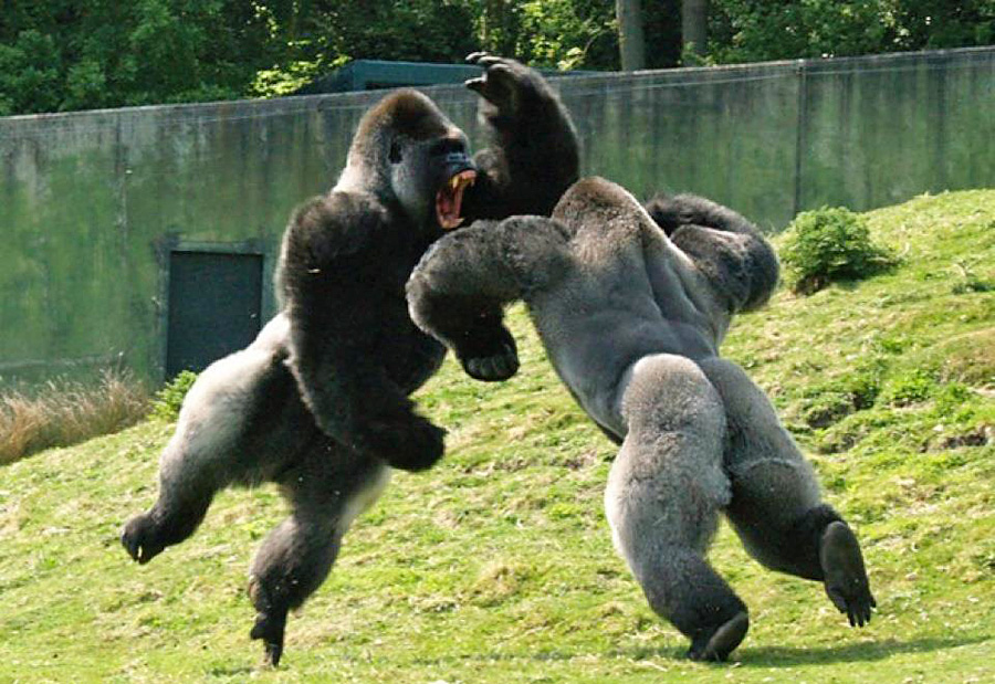 山地大猩猩打架图片