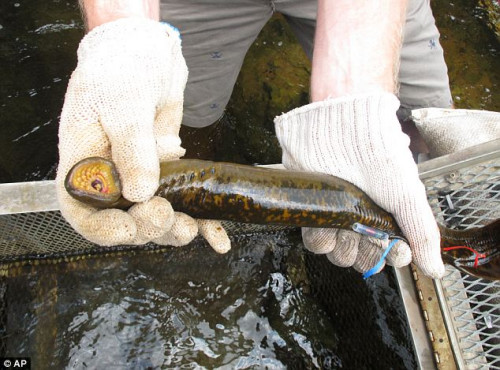七鳃鳗被冠以“吸血鬼鱼”的名号。为了杀死这种鱼，野生动物工作者不惜往该溪流中倒入杀虫剂。