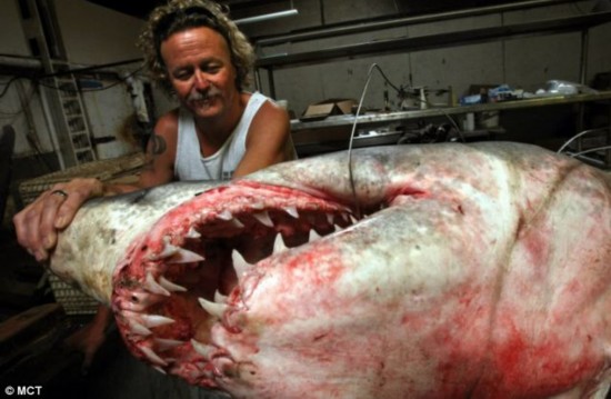 美渔民捕获全球最大灰鲭鲨引争议