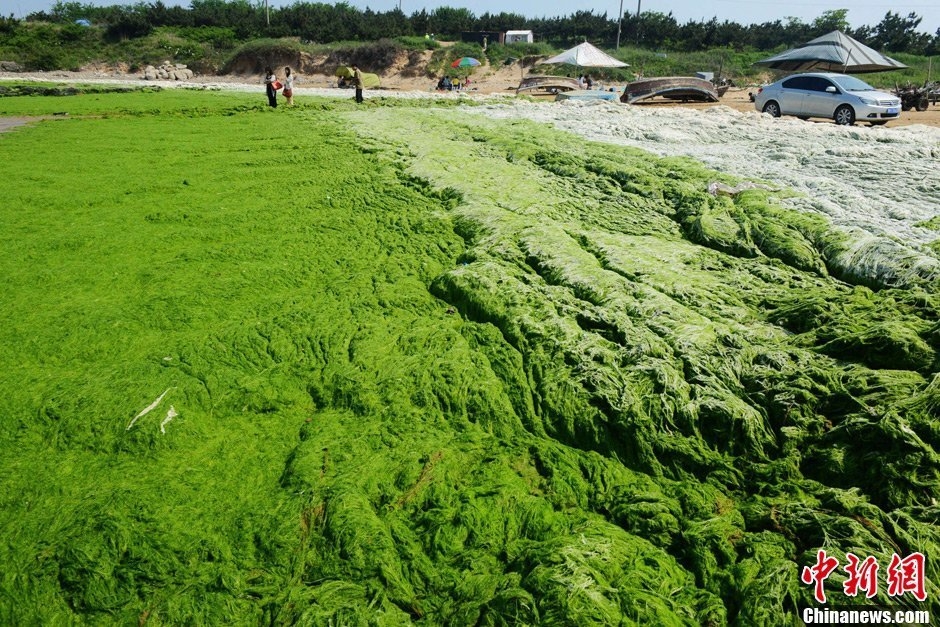 青岛海岸线遭受浒苔侵袭沙滩变身彩色草坪图