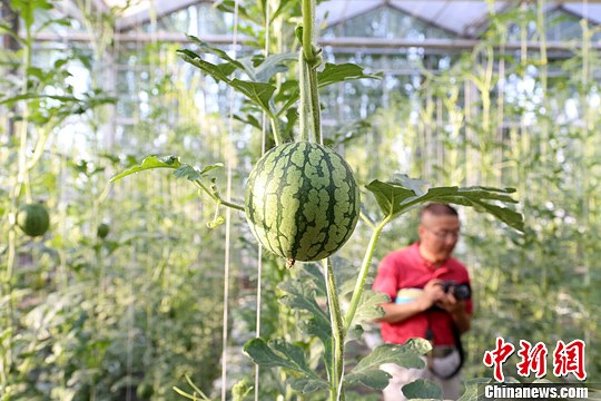 青藏高原上四季如春的現代農業組圖