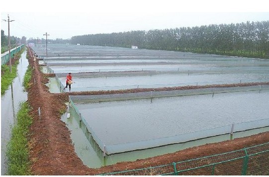 >> 文章内容 >> 泥鳅养殖技术资料大全 泥鳅的养殖技术答:饲养池建造
