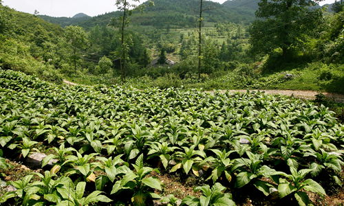 6月29日,龙山县大安乡万宝村村民种植的烟叶漫山遍野,生长茂盛.