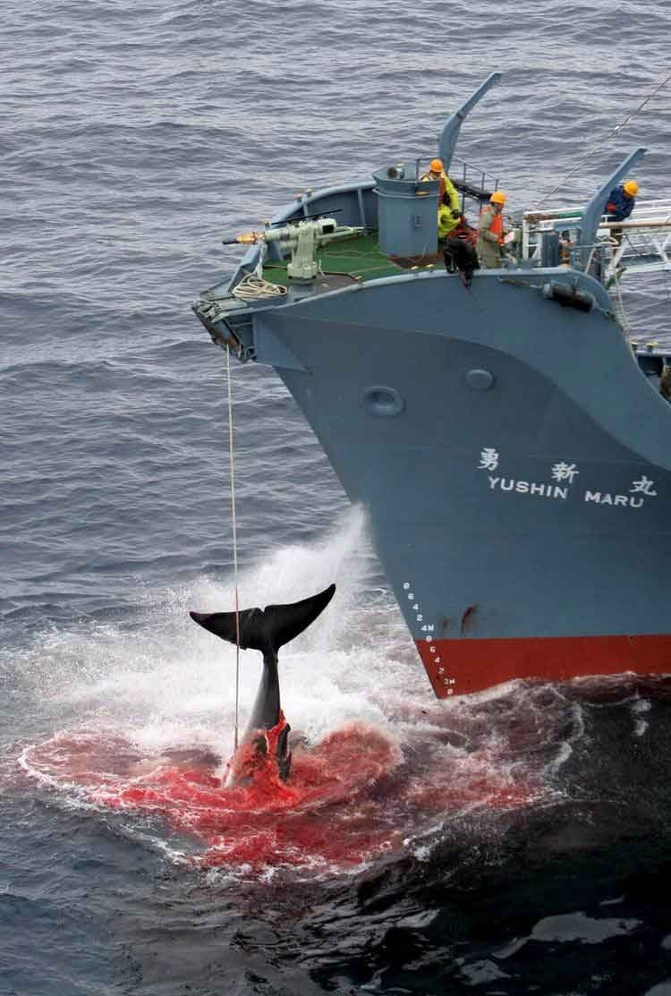 日本称南极海域捕鲸系为科研 未违反国际法(图)