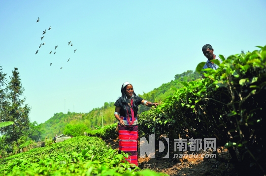 云南普洱市西盟佤族岳宋乡,茶农在采摘鲜叶.