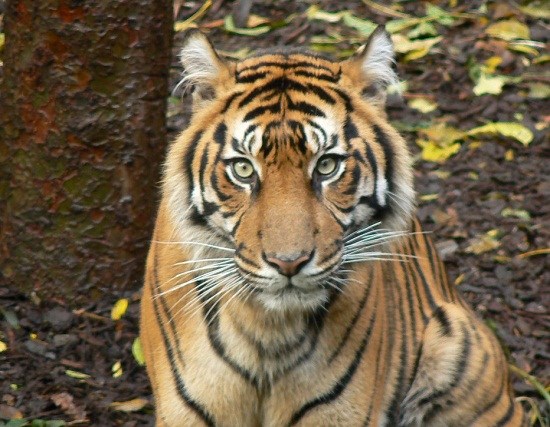 苏门答腊虎的资料图片