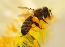 蜜蜂交配後死去