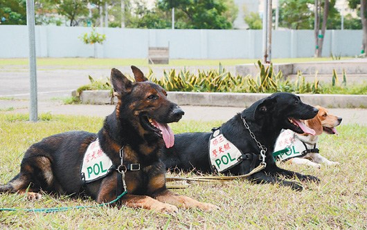 臺灣新北音樂節出動警犬冀音樂會遠離