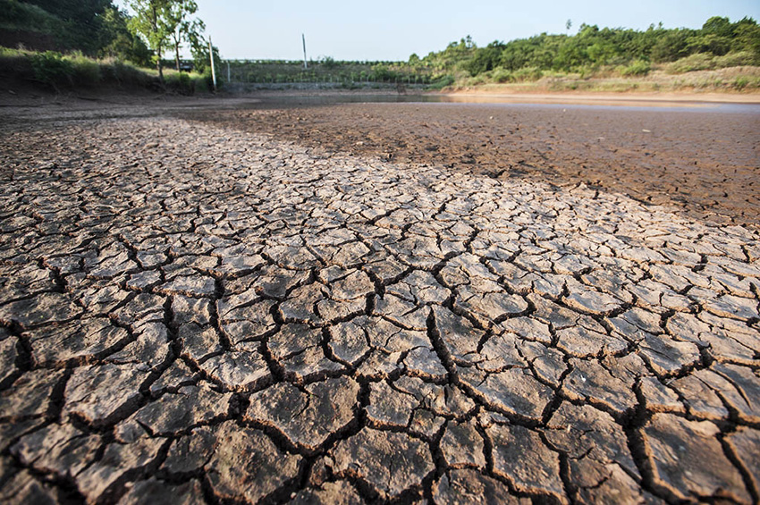 8月1日，湖南湘潭市湘潭县射埠镇兴旺索桥附近。因持续无雨造成湘潭县出现罕见干旱，流经湘潭县境内的涓水河 出现断流，河床大面积裸露。村民正在断流的涓水河上捡拾田螺。海笔架/CFP