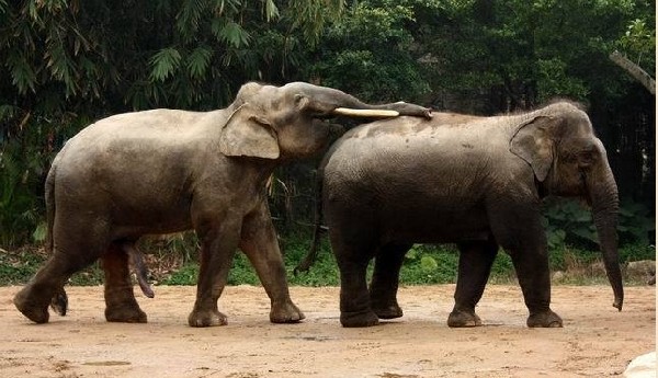 雷得瞪目結舌實拍罕見動物性愛大象交配組圖