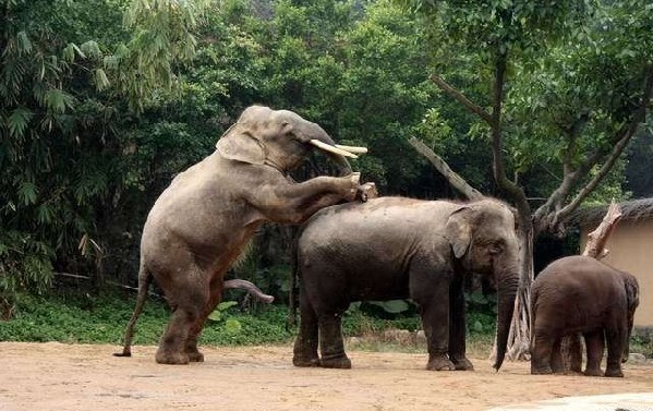 雷得瞪目结舌 实拍罕见动物性爱大象交配(组图)