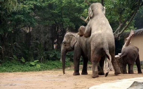 雷得瞪目結舌實拍罕見動物性愛大象交配組圖