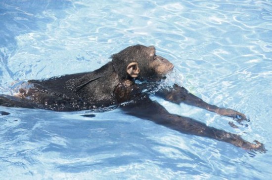 黑猴子游泳图片