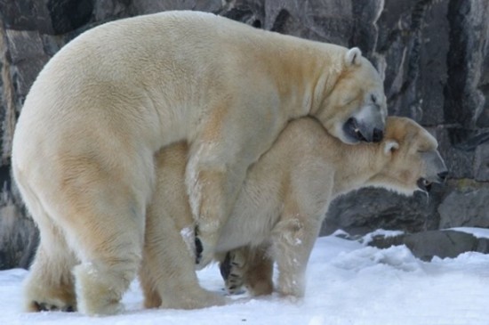 实拍北极熊求爱交配全过程 罕见动物性爱(组图)