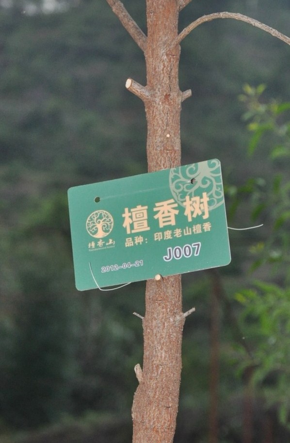 了育苗中心,更在金雞巖風景區開發了珍稀植物園及印度白檀種植示範基