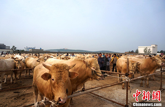 河南3000头肉牛竞选"最美牛王(组图)