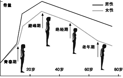 骨量一生变化曲线