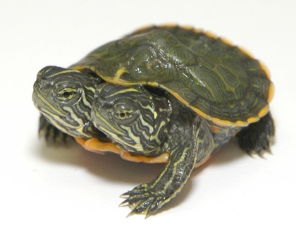 美国双头龟共享4条腿和1龟壳 动物园请民众起名