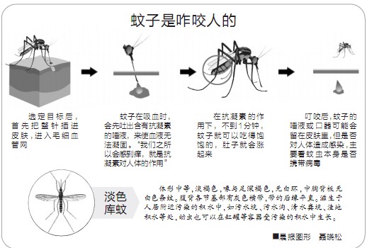 蚊子口器直径图片