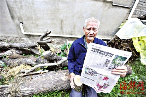 蔡鎮金 黃啟鵬 林丹文/圖)近日,年近九旬的鄭老伯四處打聽,從福建引種